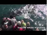 Photos of Akureyri Iceland Whale Watching