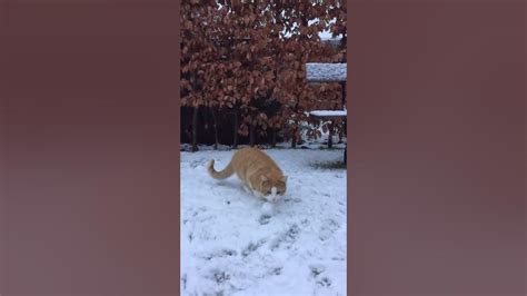 Swakke The Cat Catches Snowball In Slomo Youtube