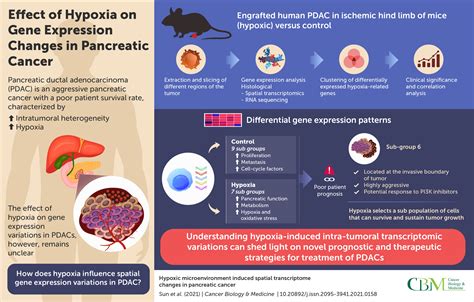 How Hypoxia Influences Spatial Gene Expression Variations In Pancreatic