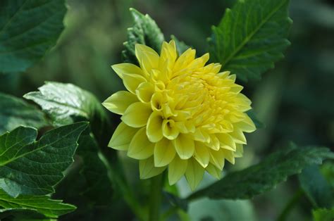 Nature Flowers Dahlias Yellow Flowers Wallpapers Hd Desktop And