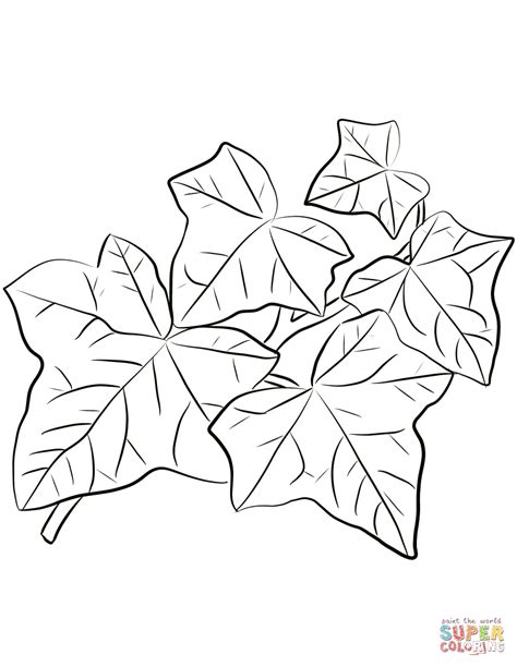 Common Ivy Leaves coloring page | Free Printable Coloring Pages