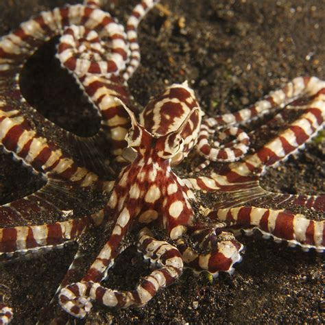 Mimic Octopus Facts