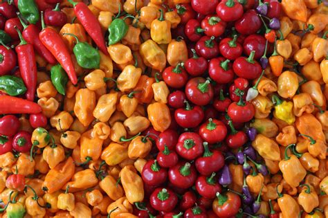 Pepper Varieties In Nigeria And Their Benefits Bloomhood