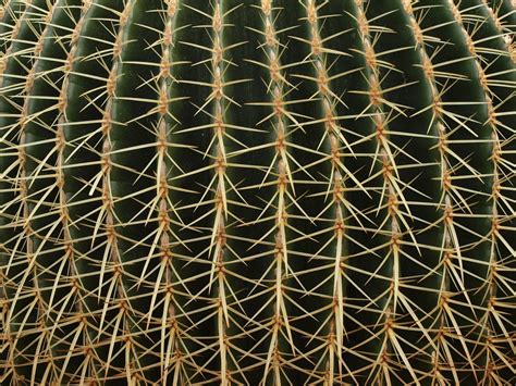 Free Images Cactus Sharp Texture Desert Flower Botany