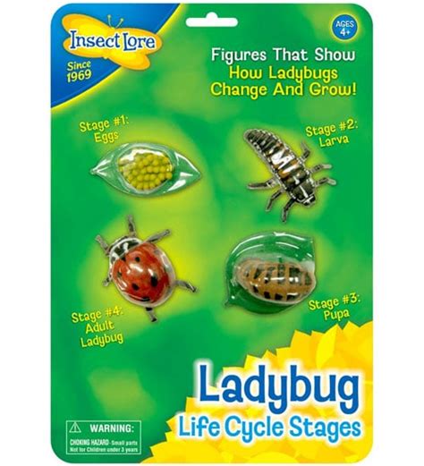 Ladybug Life Cycle Stages By Insect Lore Planet Natural