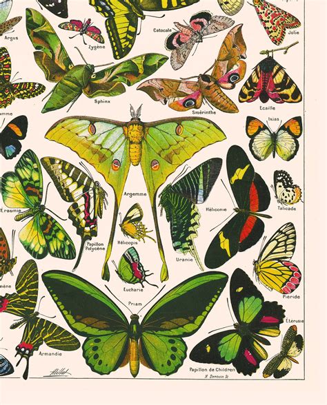 16x20 Large Butterfly Chart Poster Antique Background Etsy Singapore