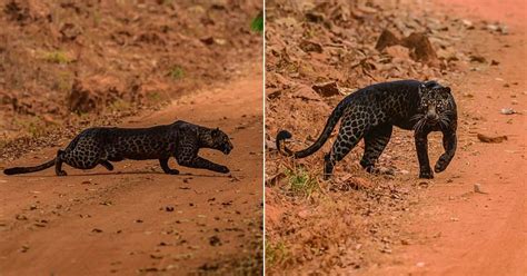 Rare And Elusive Black Leopard Spotted By Photographer In Maharashtras Tadoba National Park