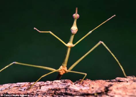 Grasshopper Pair That Look Like Twigs Daily Mail Online