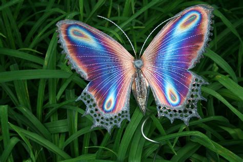 This fluttering creature's wings are bright blue and have lacy black edges, the result of light reflecting off microscopic scales on the back of their wings. Free photo: Beautiful Butterfly - Animal, Butterfly, Fly ...