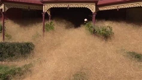 Australia Town Consumed By Hairy Panic Bbc News