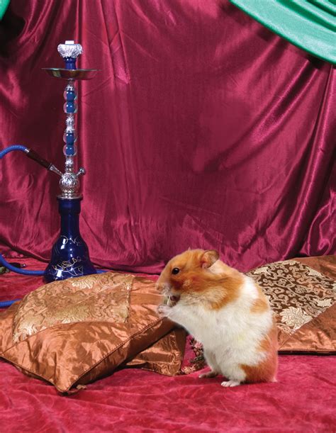 The Cute Show Syrian Hamstersa Photo Of A Fat Furry Hamster Sitting