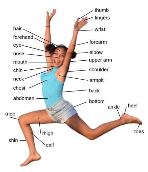 Parts Of The Body Vocabulary Verbs Idioms Learn English Vocabulary