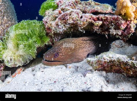 Giant Moray Eel Hidden On A Tropical Coral Reef Stock Photo Alamy