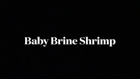 Enriched baby brine shrimp (bbs) closely duplicate the nutritional value of many of the small freshwater crustaceans found in the natural habitats of our fishes. Daphnia and baby brine shrimp - YouTube