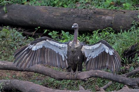 White Rumped Vulture Gyps Bengalensis Kabini Karnataka Stock Image