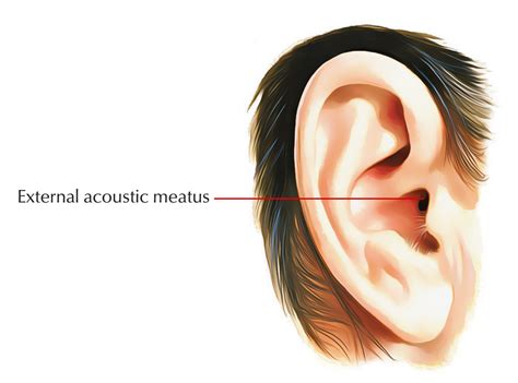 External Ear Anatomy Pinna