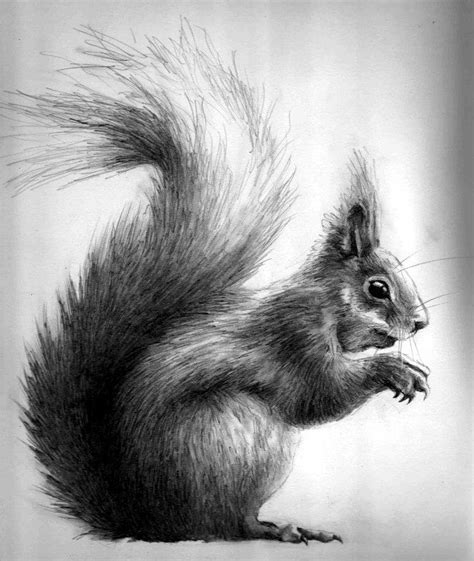 Over the centuries a diverse range of creatures have been developed as a theme in many different genres. Squirrel drawing | Squirrel painting, Animal drawings, Realistic drawings