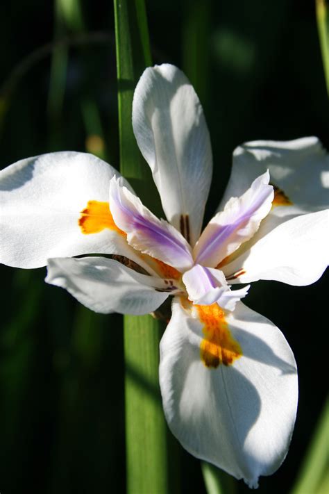 Wild Iris Flower 3 Free Stock Photo Public Domain Pictures