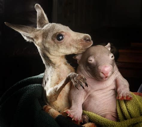 28 Best Ugly Baby Animals Images On Pinterest