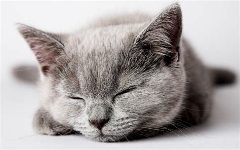 A kitten is a young cat. Sleeping gray kitten wallpapers and images - wallpapers ...