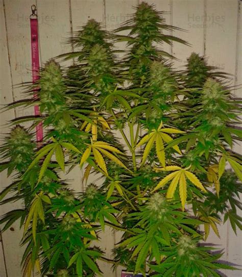 Cotton Candy Kush Feminized Seeds For Sale Information And Reviews