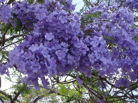 Ca Purple Tree Blooms Patio Garden Purple Trees Purple Love