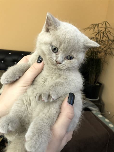 British shorthair cats are not overly active cats. British Shorthair Cats For Sale | Philadelphia, PA #255310