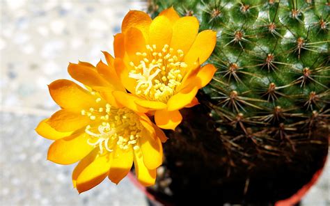 Cactus Images Hd Desktop Wallpapers 4k Hd