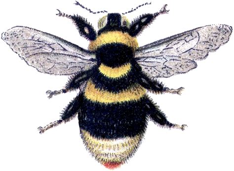 Marvelous Bumblebee Clip Art Image The Graphics Fairy