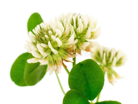 White Clover Flowers Stock Photo Image Of Plant Wild 195706174