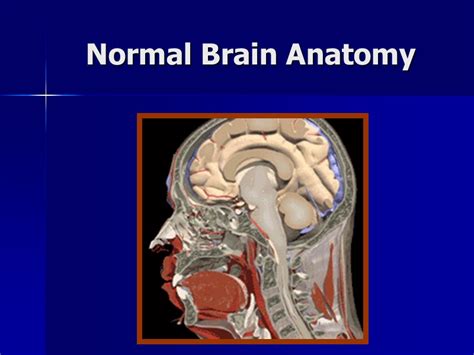 Brain Death Anatomy And Physiology Joel S Cohen