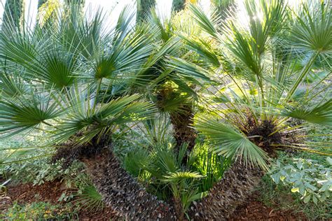 European Fan Palm Plant Care And Growing Guide