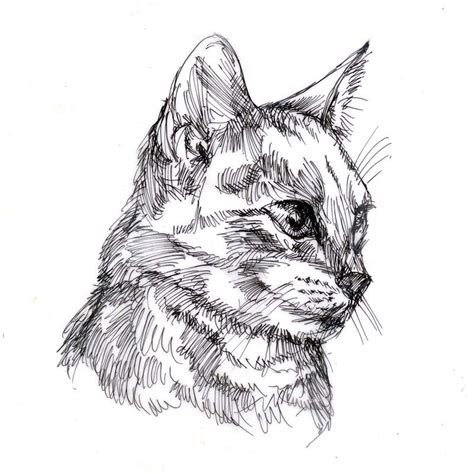Cat Drawn In Pen Pen Art Work Ink Pen Art Micron Pen Art