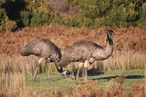 Emu Farming An In Depth Guide On Raising Emus