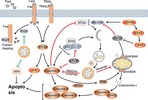 Crosstalk Between Autophagy And Apoptosis Cusabio My Xxx Hot Girl