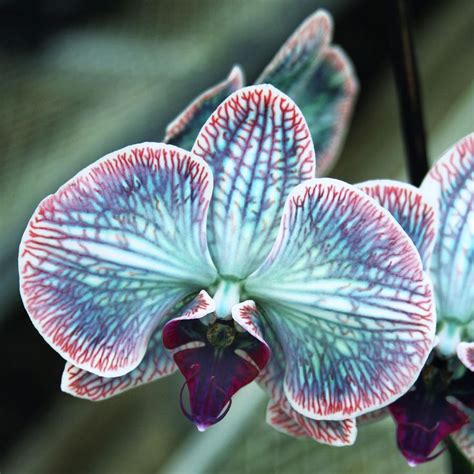 About Us Papua New Guinea Orchid News