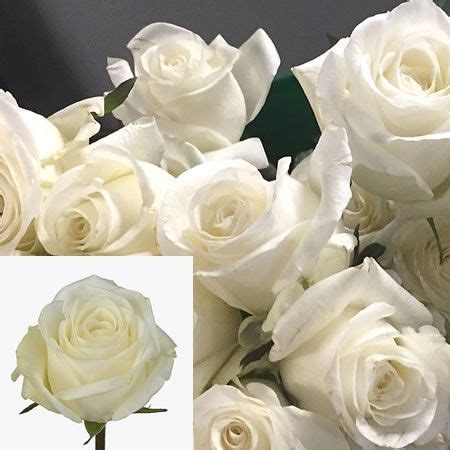 Rose High Pure Cm Wholesale Dutch Flowers Florist Supplies Uk In