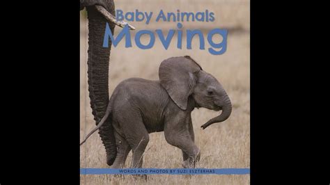 Baby Animals Moving Youtube