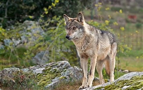Iberian Wolf Facts Information Hd Pictures And All Details