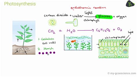Gcse Biology Photosynthesis Aqa Youtube