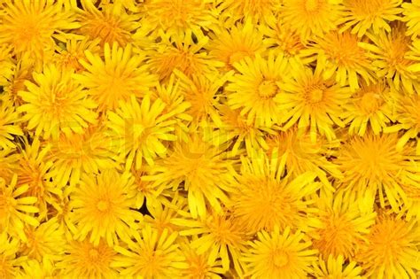 Background With Yellow Dandelion Stock Image Colourbox