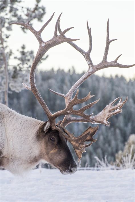 The Antler And Breeding Cycle Featuring Moose Yukon Wildlife Preserve