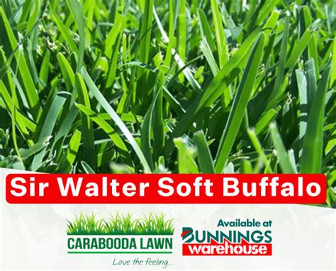 Sir Walter Buffalo Perth Turf Turf Farm Roll On Lawn