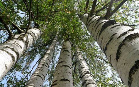 Tall Birch Trees