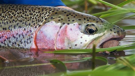 Aniak Mousing Trailer Alaska Fly Fishing By Todd Moen Moldy Chum