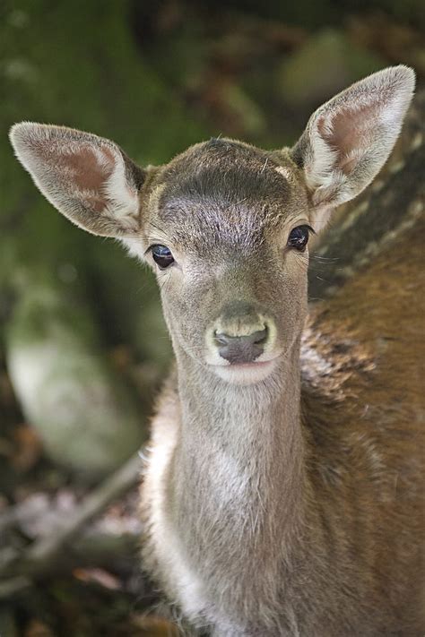 Royalty Free Photo Photo Of Doe Deer Pickpik