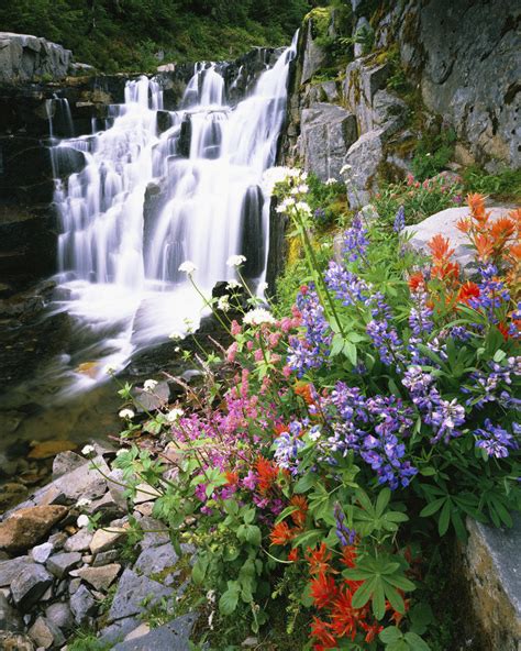 Wildflowers In Bloom By Waterfall Posters And Prints By Corbis