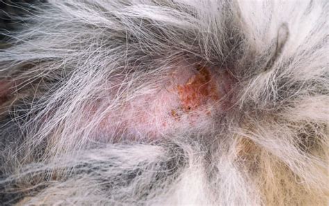 15 Pictures Of Flea Allergy And Flea Scabs On Dogs