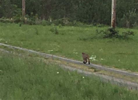 Cougar Sighting Reported In Springfield