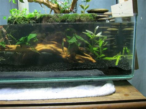 Wabi Kusaikebana Inspired Tank Tropical Aquariums Sa